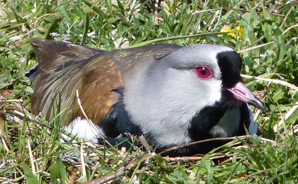 Foto: Parque Nacional Los Alerces - Esquel (Chubut), Argentina