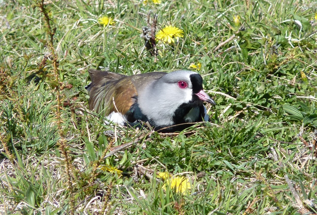 Foto: Parque Nacional Los Alerces - Esquel (Chubut), Argentina