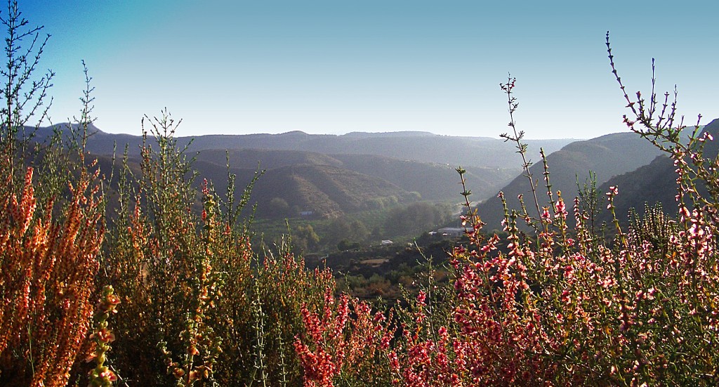 Foto: Valle medeio Andarax - Río Andarax (Almería), España
