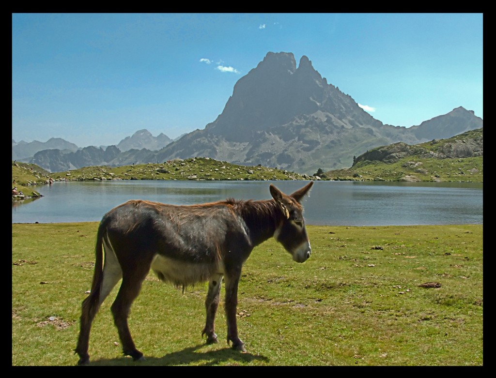 Foto: Burrito - Ayous (Midi-Pyrénées), Francia