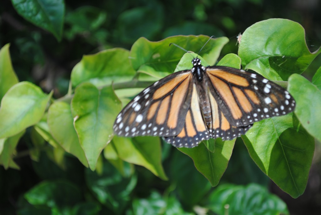 Foto de Isla de Coche (Isla Margarita), Venezuela