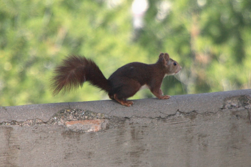 Foto de Sagunto (València), España