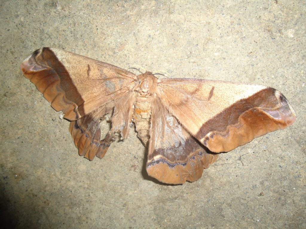 Foto: Mariposa - Shell (Pastaza), Ecuador