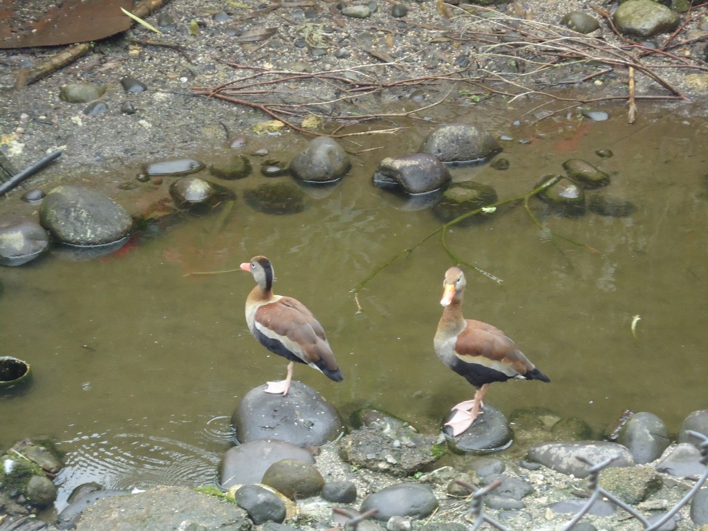 Foto: patos - Shell (Pastaza), Ecuador