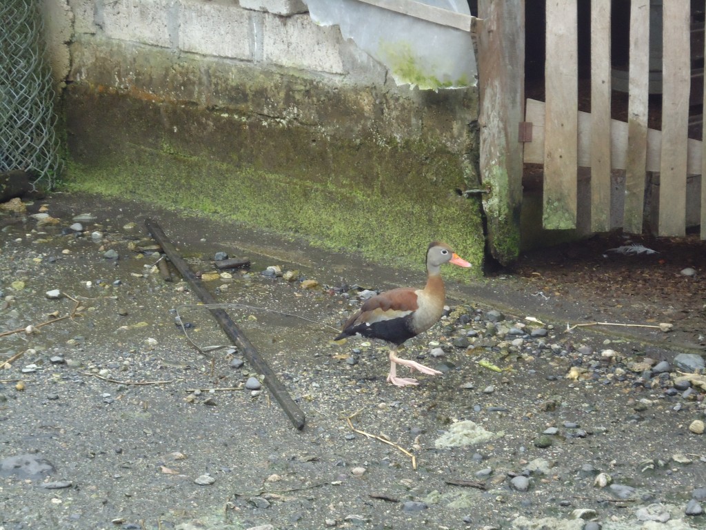 Foto: Patos - Shell (Pastaza), Ecuador