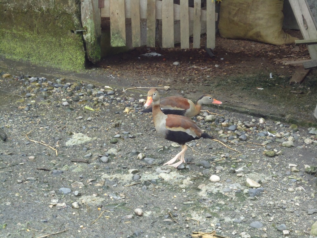 Foto: Patos - Shell (Pastaza), Ecuador