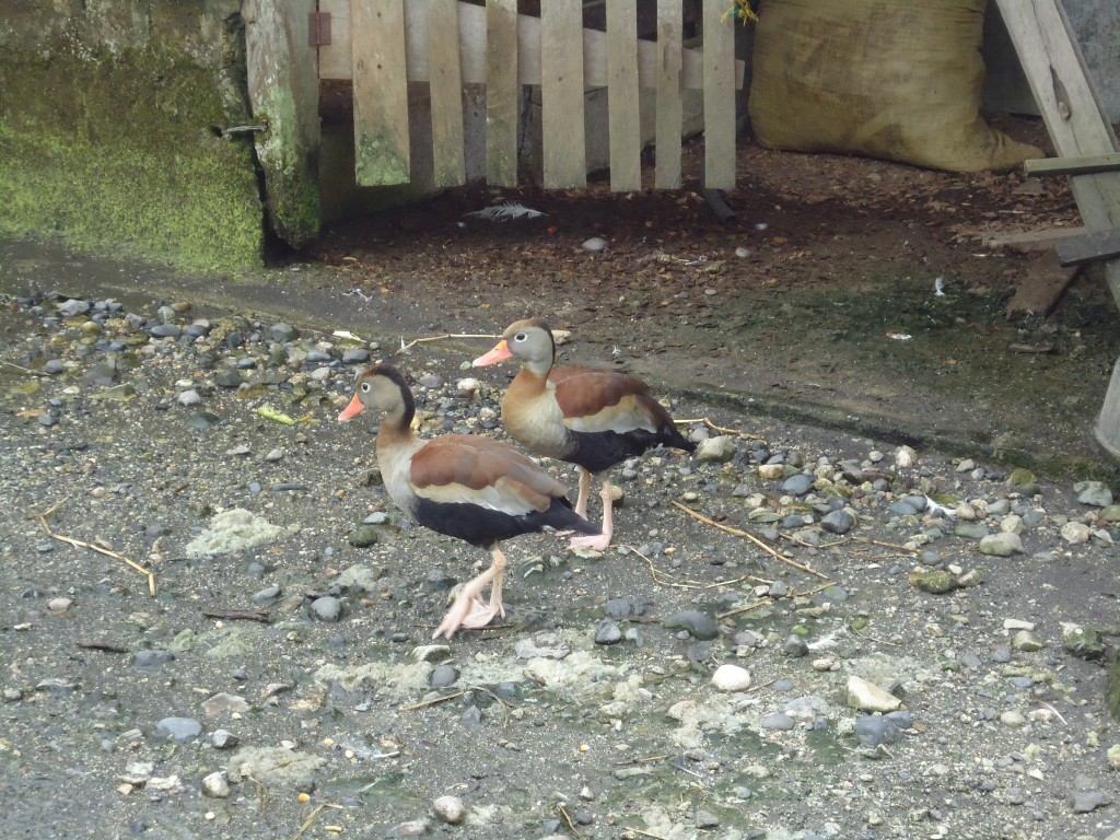 Foto: Patos - Shell (Pastaza), Ecuador