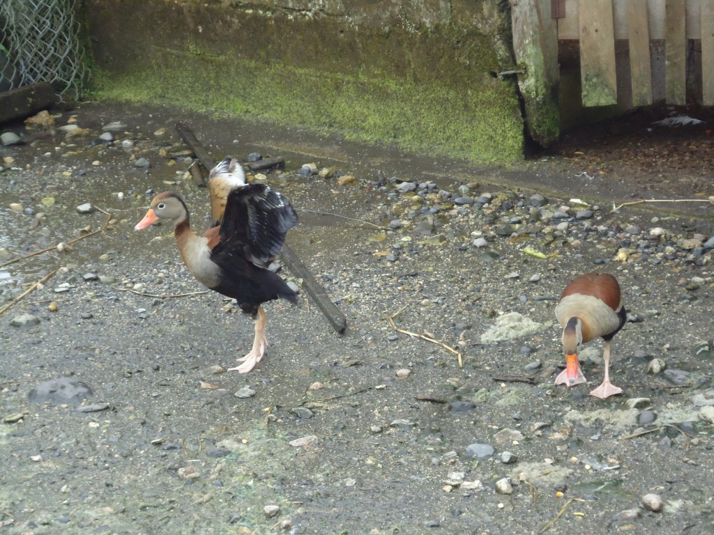 Foto: patos - Shell (Pastaza), Ecuador