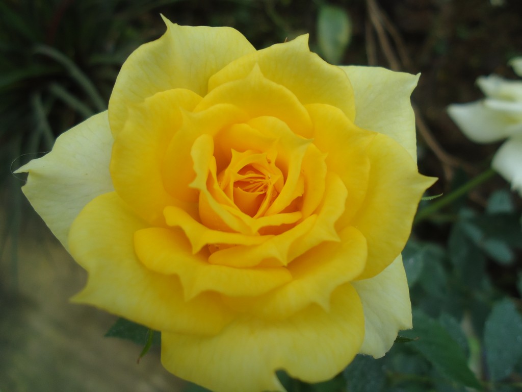 Foto: Flor - Shell (Pastaza), Ecuador