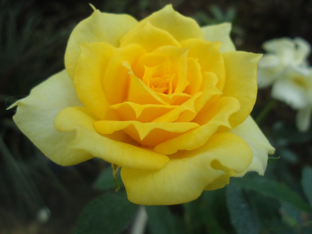 Foto: Flor - Shell (Pastaza), Ecuador