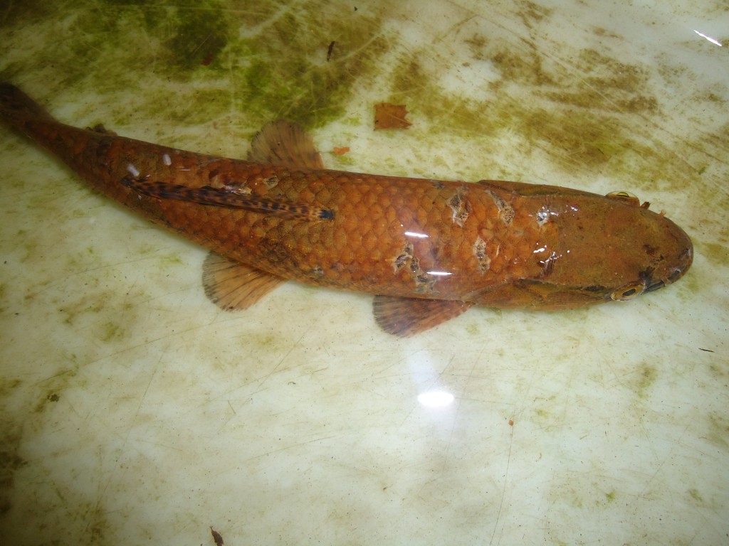 Foto: Guanchiche - Shell (Pastaza), Ecuador