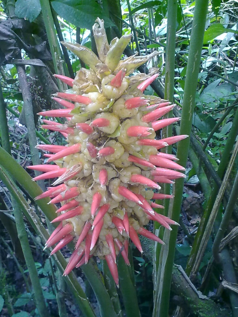 Foto: Heliconia - Shell (Pastaza), Ecuador