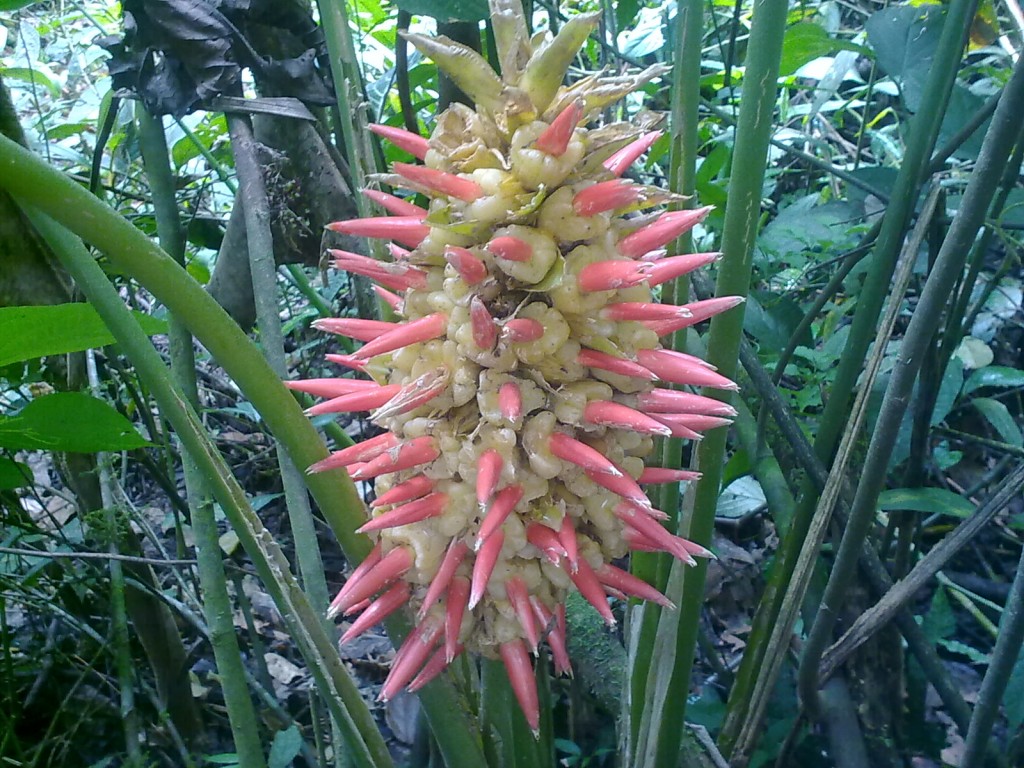 Foto: Heliconia - Shell (Pastaza), Ecuador