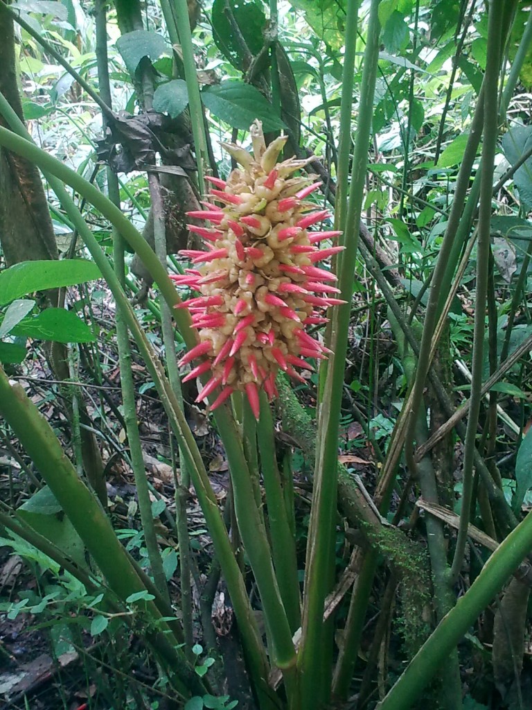 Foto: Heliconia - Shell (Pastaza), Ecuador