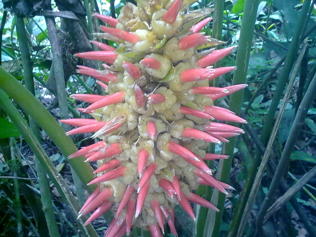 Foto: Heliconia - Shell (Pastaza), Ecuador