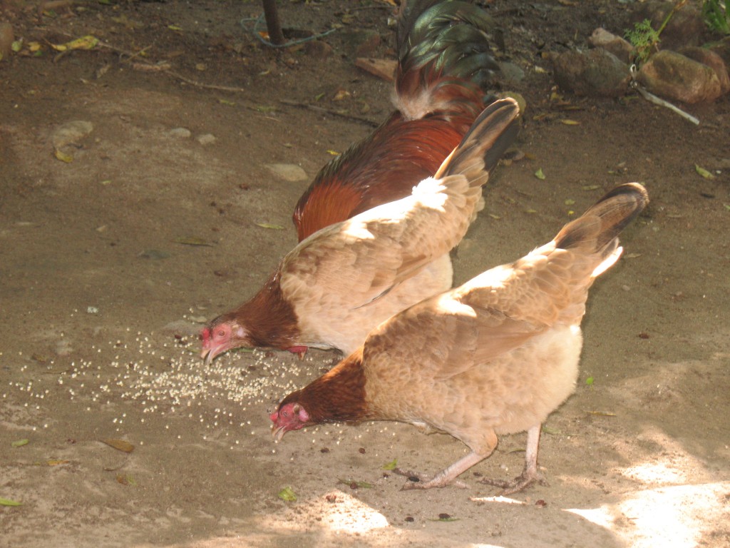 Foto: Gallinas - La Paz, Honduras