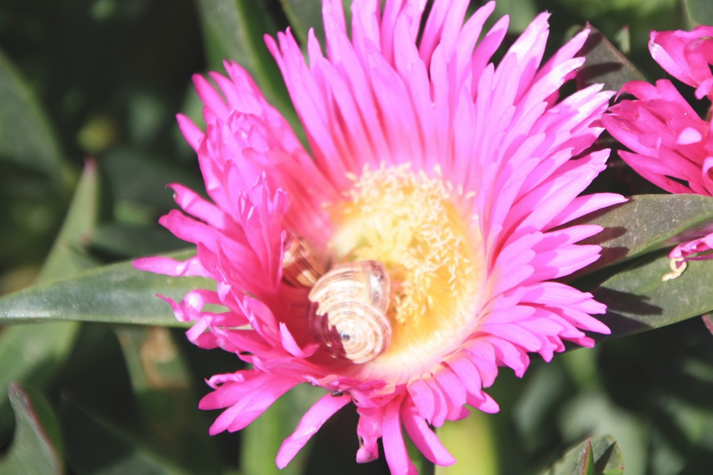 Foto de Almería (Andalucía), España