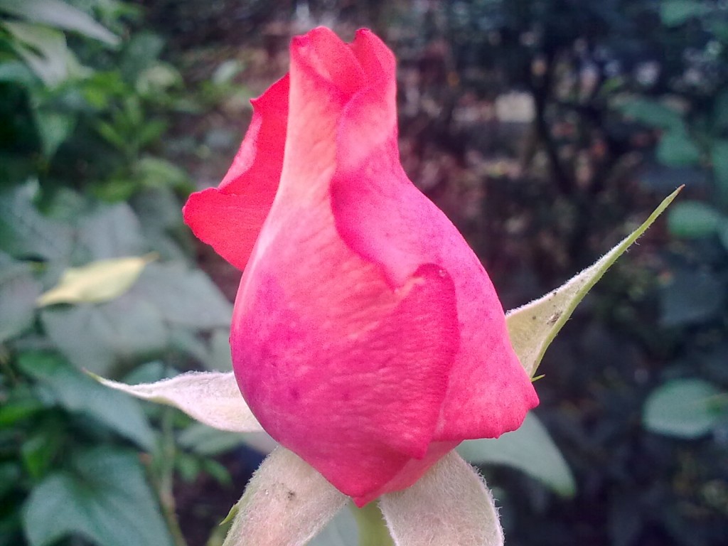Foto: Botón de rosa - Shell (Pastaza), Ecuador