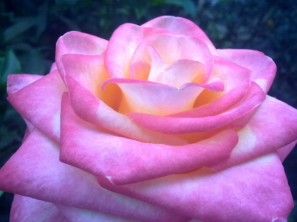 Foto: Rosa - Shell (Pastaza), Ecuador