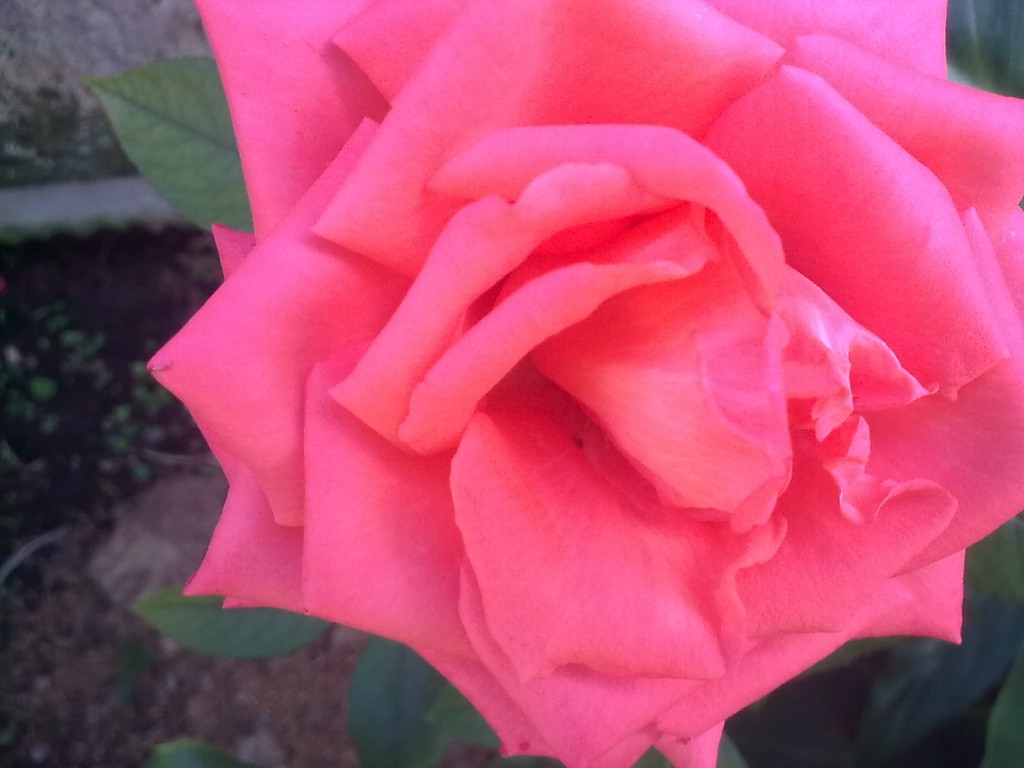 Foto: Rosa - Shell (Pastaza), Ecuador