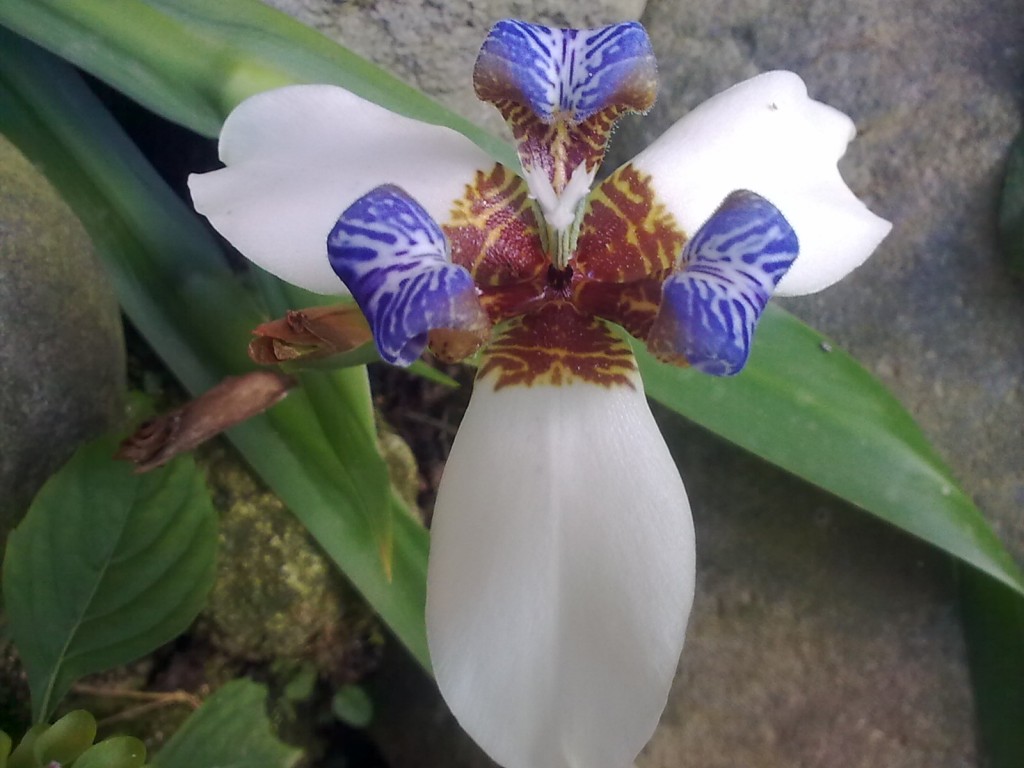 Foto: Abeja lila - Shell (Pastaza), Ecuador