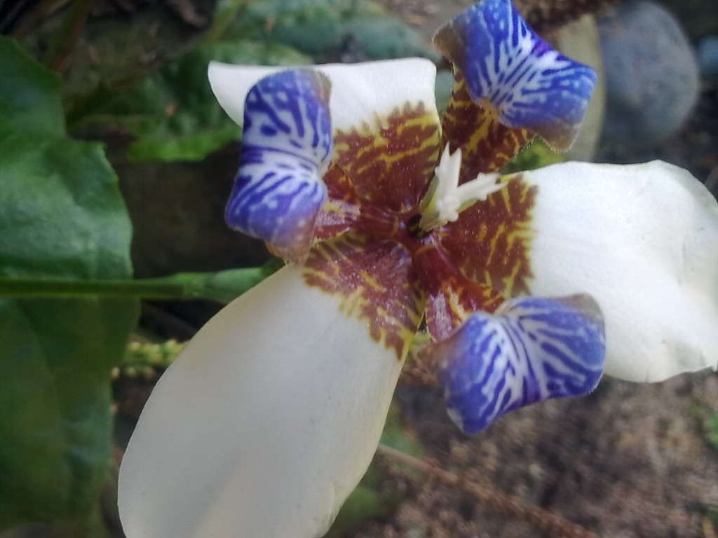 Foto: Flor de nombre abeja lila - Shell (Pastaza), Ecuador