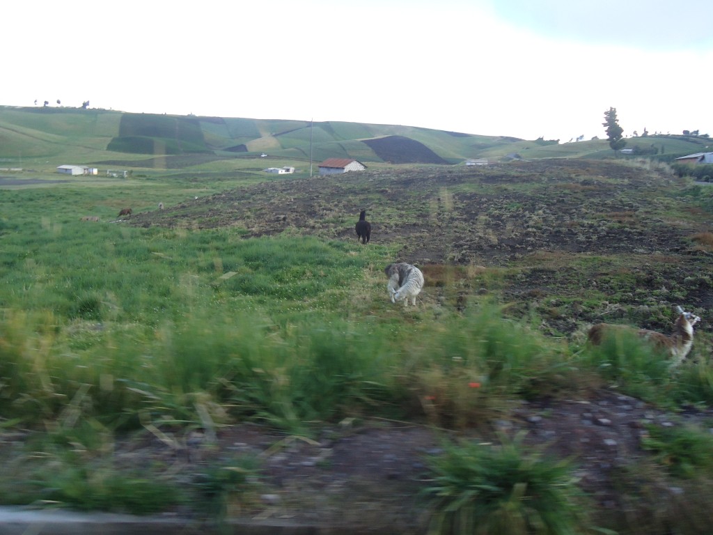Foto: Suñag - Cevallos (Tungurahua), Ecuador