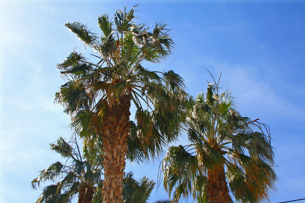 Foto: Parque - Carboneras (Almería), España