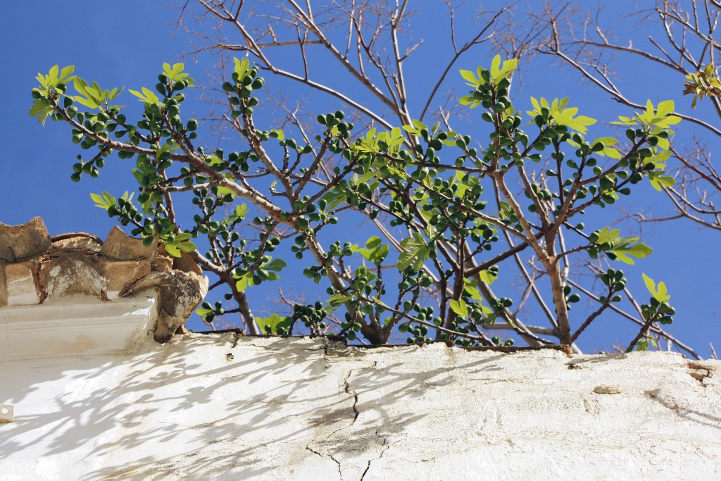 Foto: Higos - Vera (Almería), España