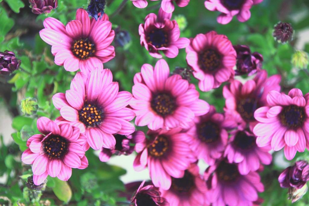 Foto: Llegó la primavera - Serón (Almería), España