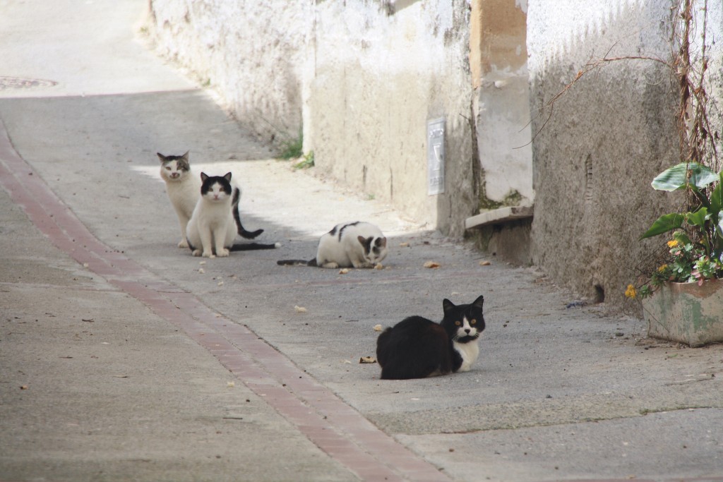 Foto: Gatitos - Laroya (Almería), España