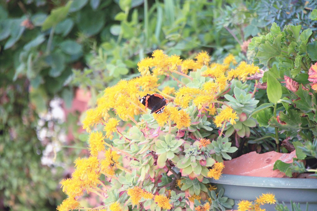 Foto: Llegó la primavera - Albánchez (Almería), España