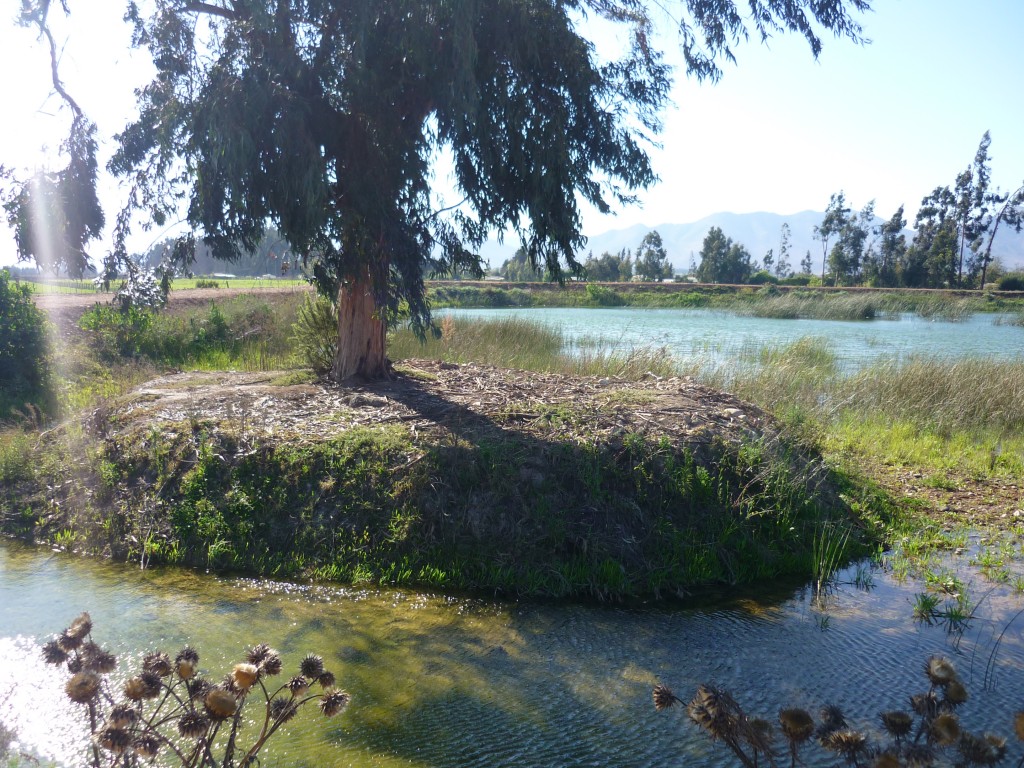 Foto: Arbol - Vallenar (Atacama), Chile