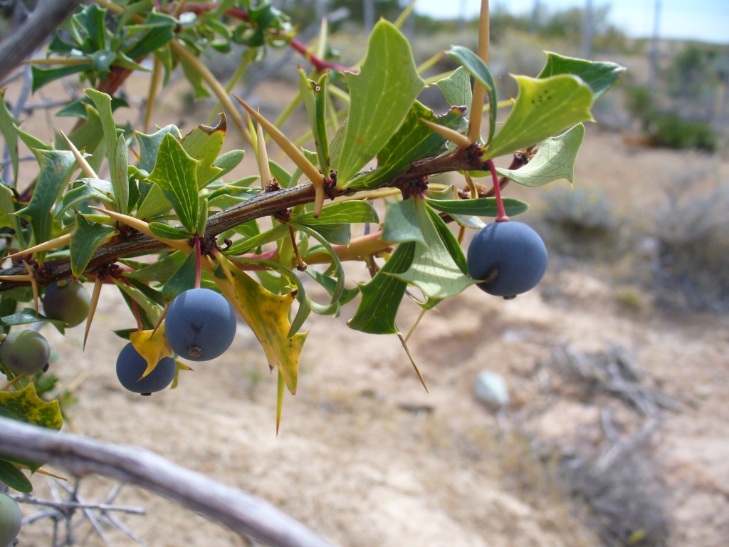 Foto de Patagonia Argentina (Santa Cruz), Argentina