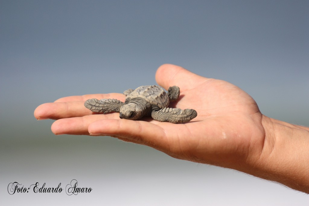 Foto: naturaleza - Puerto Escondido (Oaxaca), México