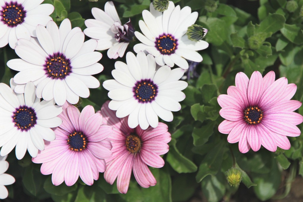 Foto: Llegó la primavera - Zurgena (Almería), España