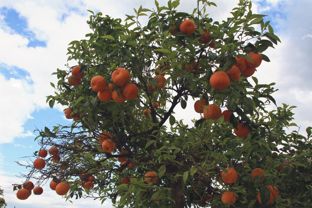 Foto: Naranjo en el patio del castillo - Cuevas del Almanzora (Almería), España