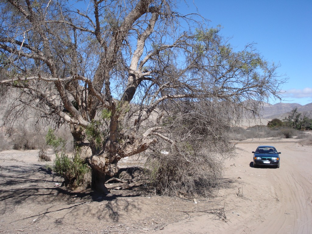 Foto: Arbol - Copiapo (Atacama), Chile