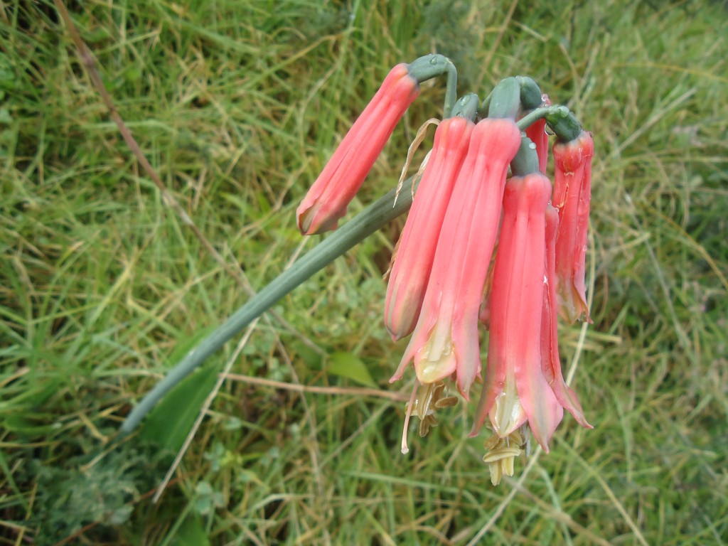 Foto: Orquídeas - Puela (Chimborazo), Ecuador