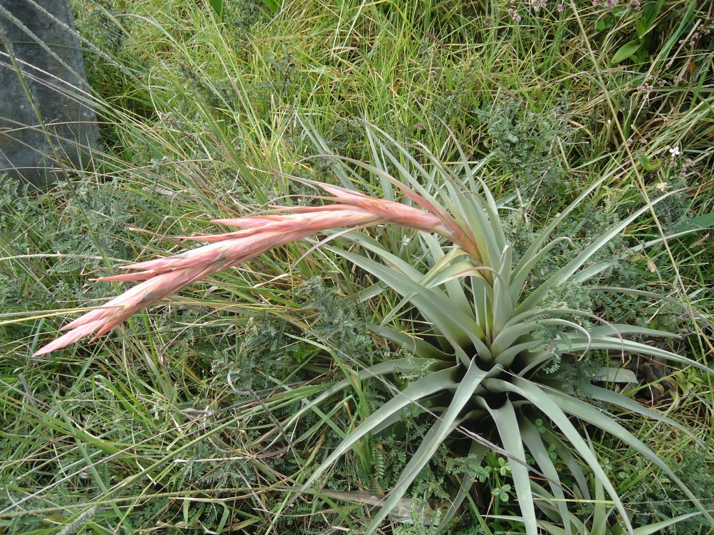 Foto: Tipo Bromelia - Puela (Chimborazo), Ecuador