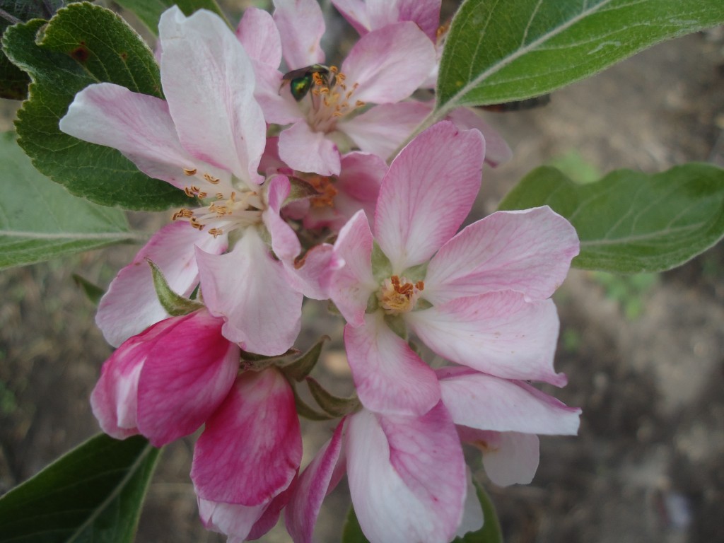 Foto: Flor de la manzana - Bayushig (Chimborazo), Ecuador