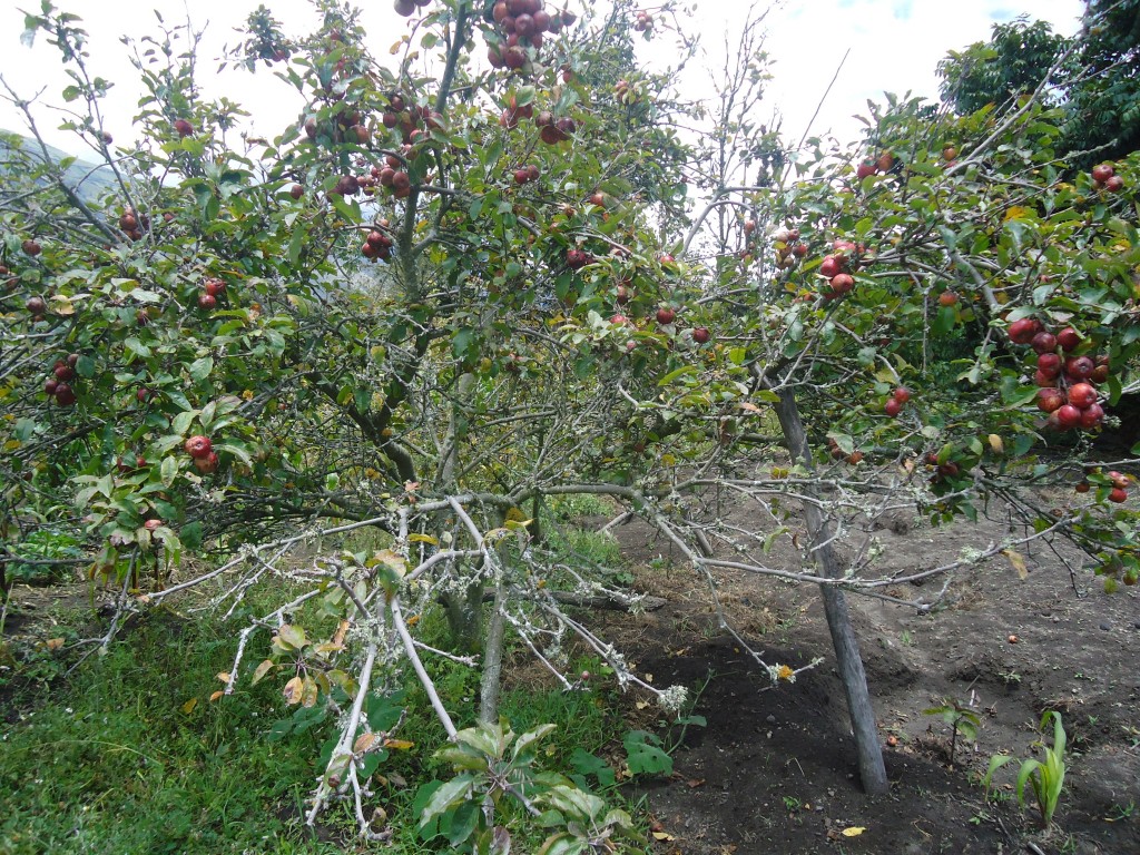 Foto: Planta de manzana. - Bayushig (Chimborazo), Ecuador