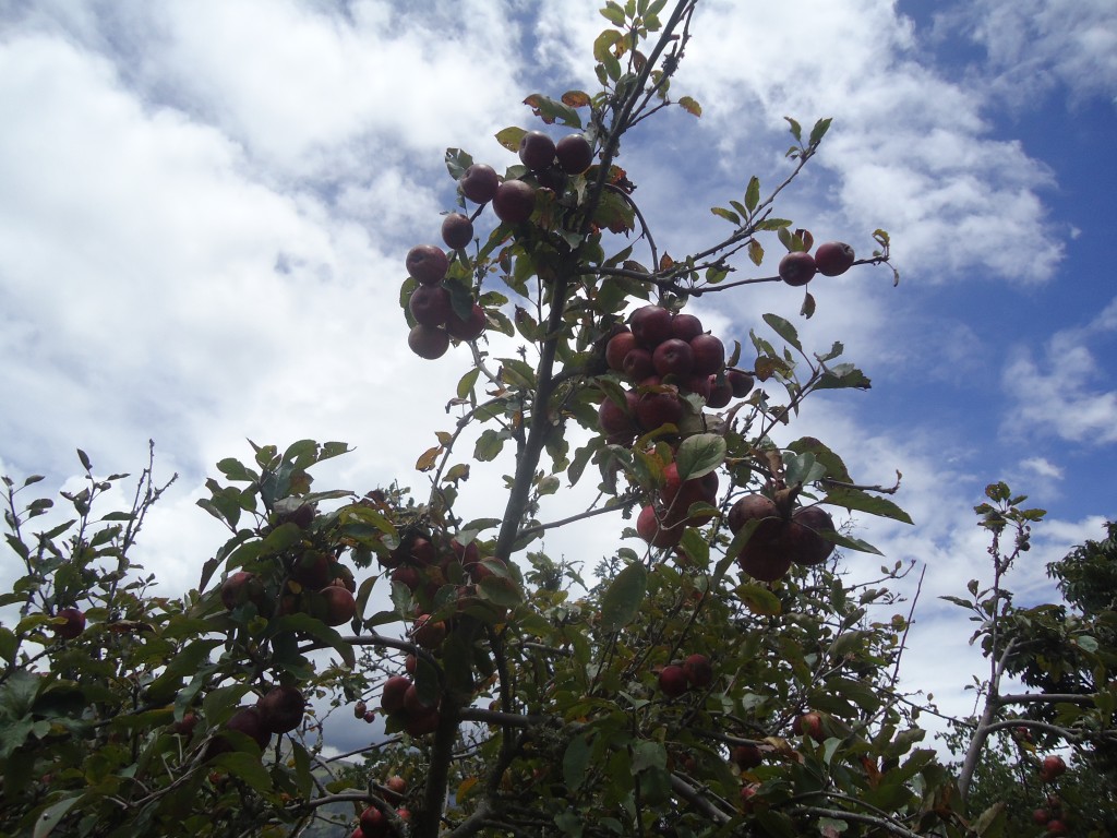 Foto: Hermosas manzanas - Bayushig (Chimborazo), Ecuador