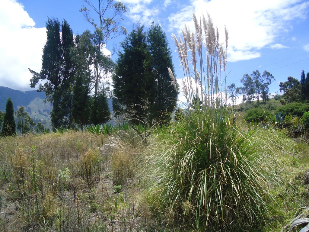 Foto: Planta de Sigse - Bayushig (Chimborazo), Ecuador