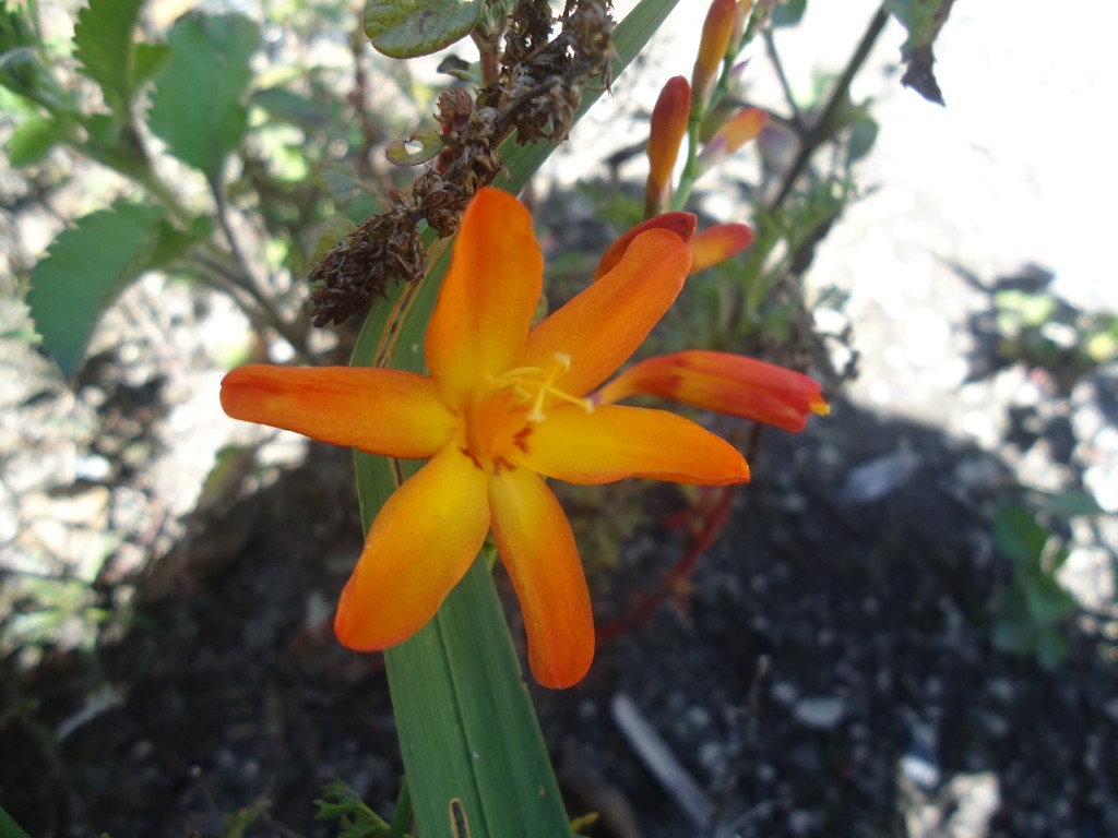 Foto: Orquídea - Bayushig (Chimborazo), Ecuador