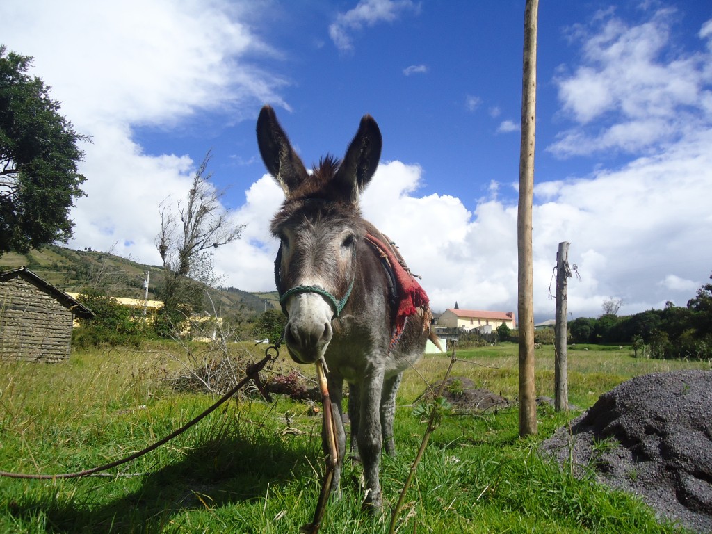 Foto: Asno - Bayushig (Chimborazo), Ecuador