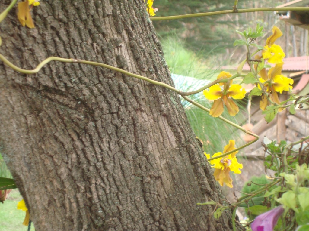 Foto: Cabaña Orquidia - Borrero (Cañar), Ecuador