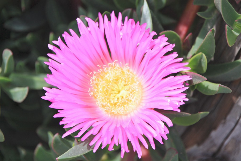 Foto: Primavera - Gergal (Almería), España