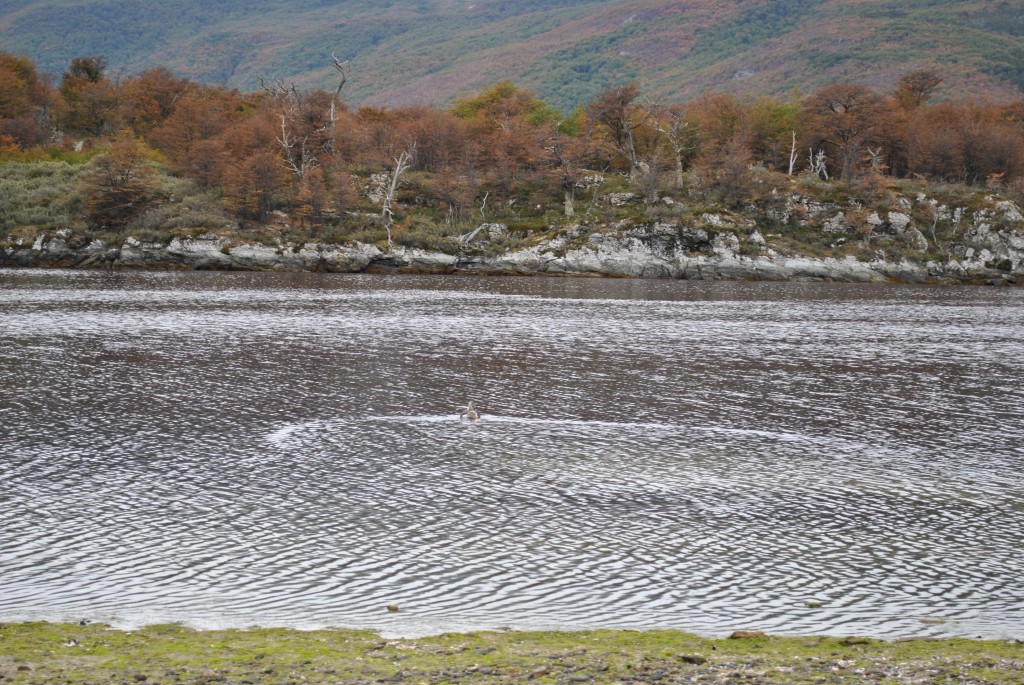Foto: Parque Nacional La Pataia - Ushuaia (Tierra del Fuego), Argentina