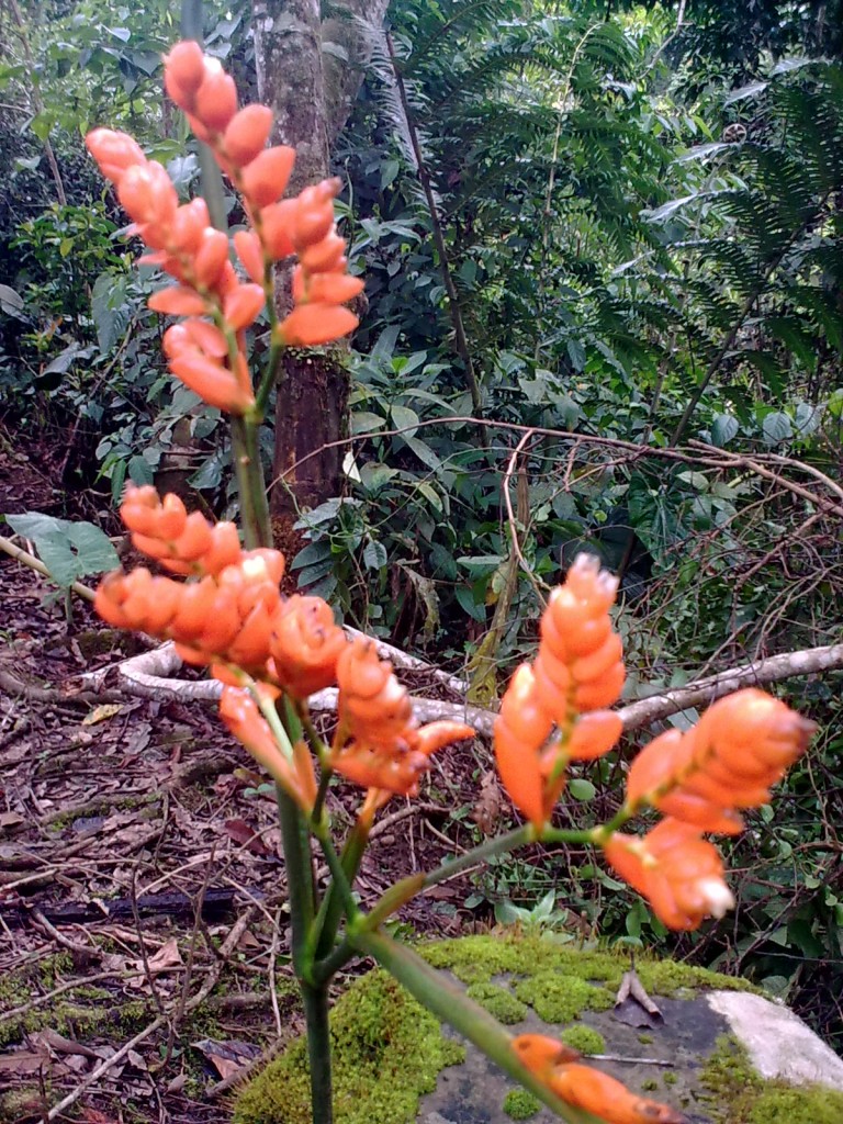 Foto: Flor de Bijagua - Shell (Pastaza), Ecuador